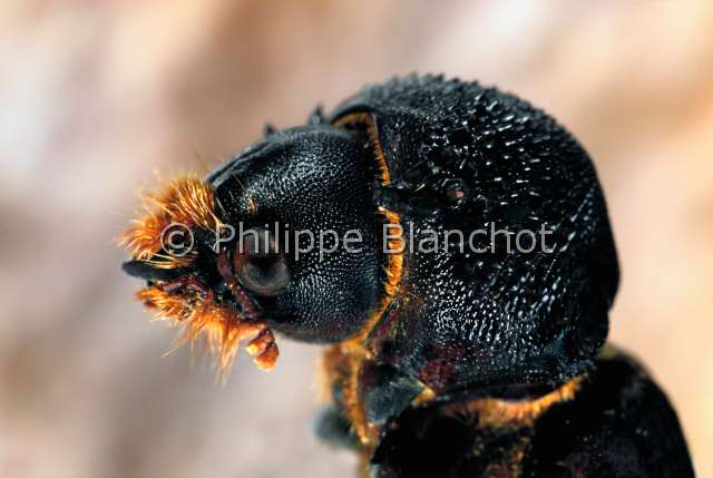 Apate terebrans.JPG - in "Portraits d'insectes" ed. SeuilApate terebransBostrycheTwig beetleColeopteraBostrichidaeCongo